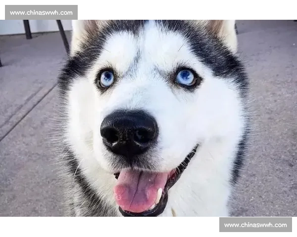 金毛犬比赛精彩纷呈 展现忠诚与智慧的完美结合