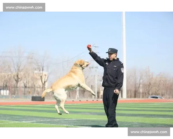 全球精英警犬竞技大赛精彩瞬间 展现顶级搜捕技巧与超凡默契